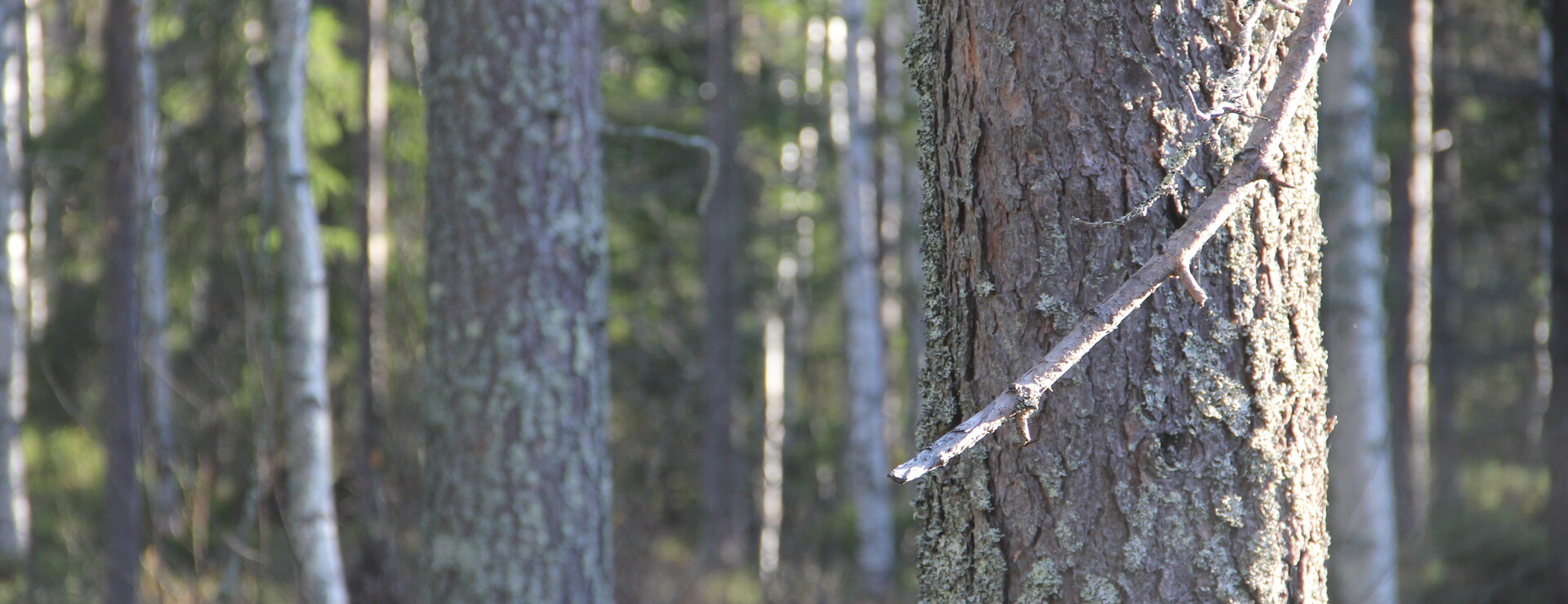 Pålänge - Väl samlade hektar