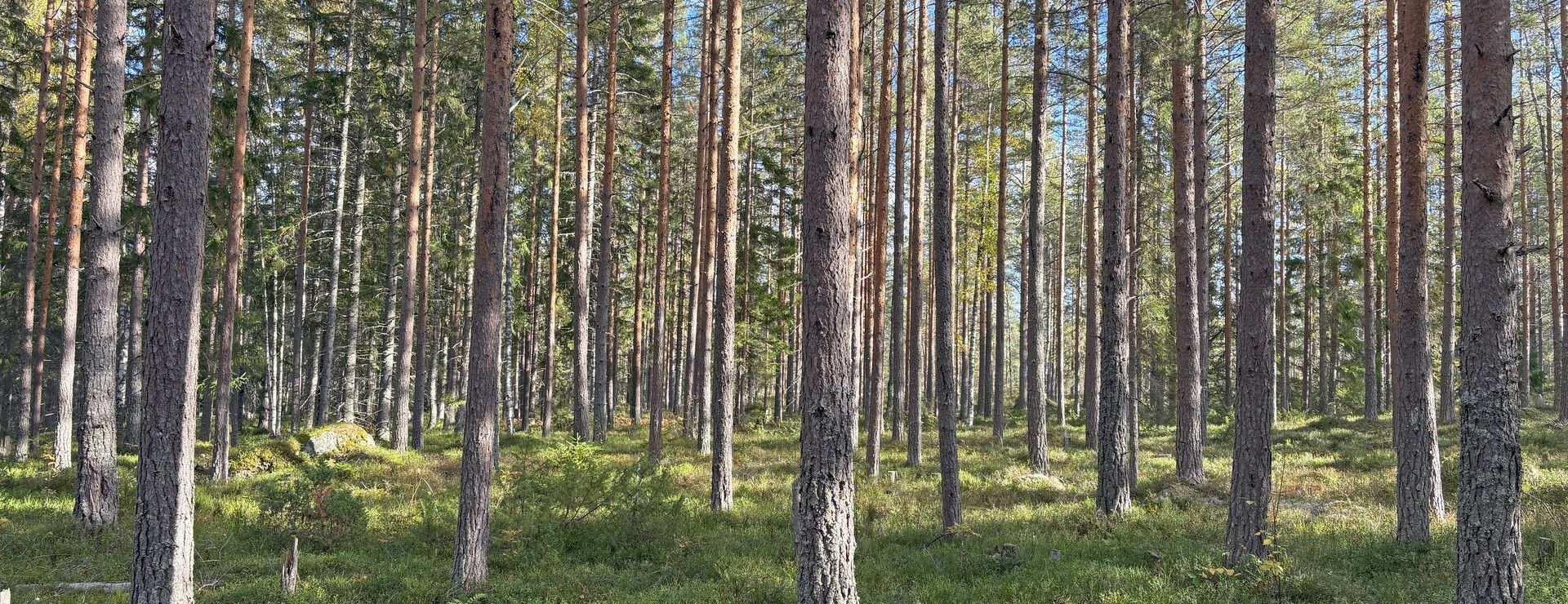 Småströmmarna - Skog i Småströmmarna