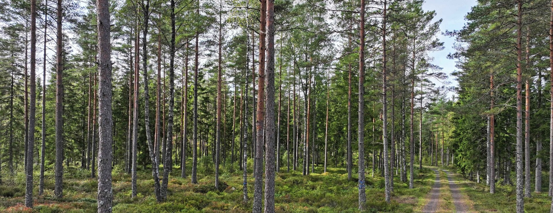 Södra Svinhult - Skogsmark i Valdshult
