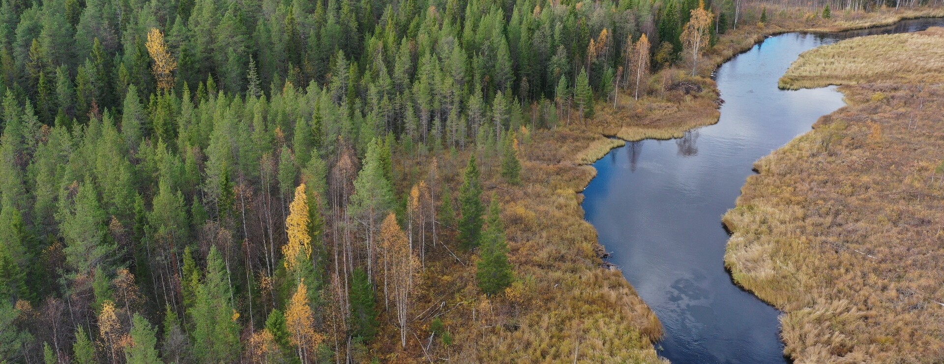 Pärlström - Avverkningsbar tallskog