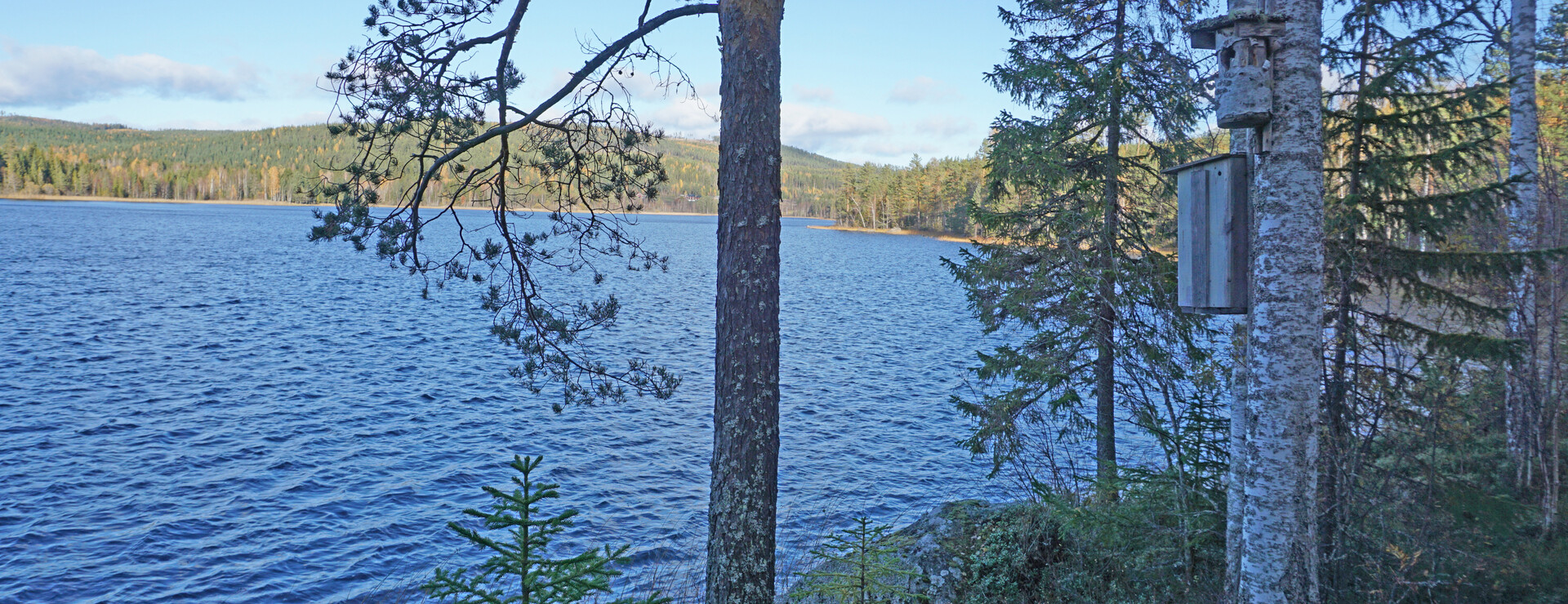Älvessjön - Avverkningsbart vid sjö