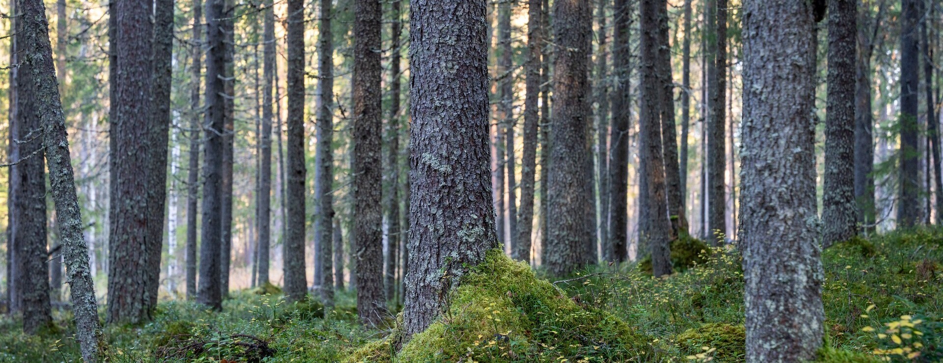 Junsele-Vallen - Skog på Vallen
