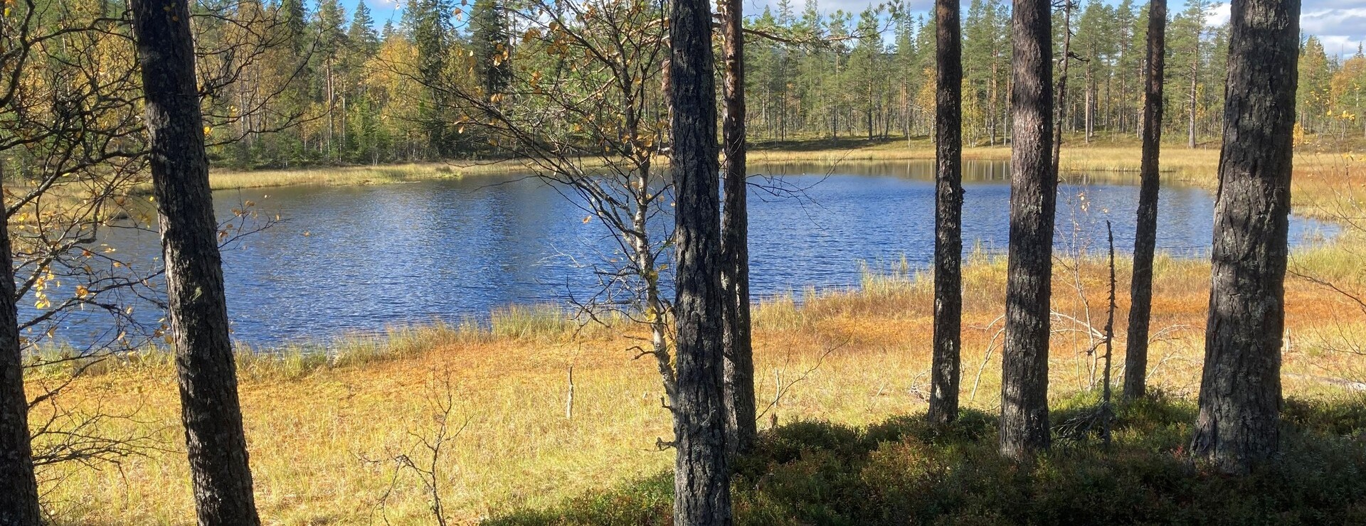Bompasätra - Skog norr om Sälen