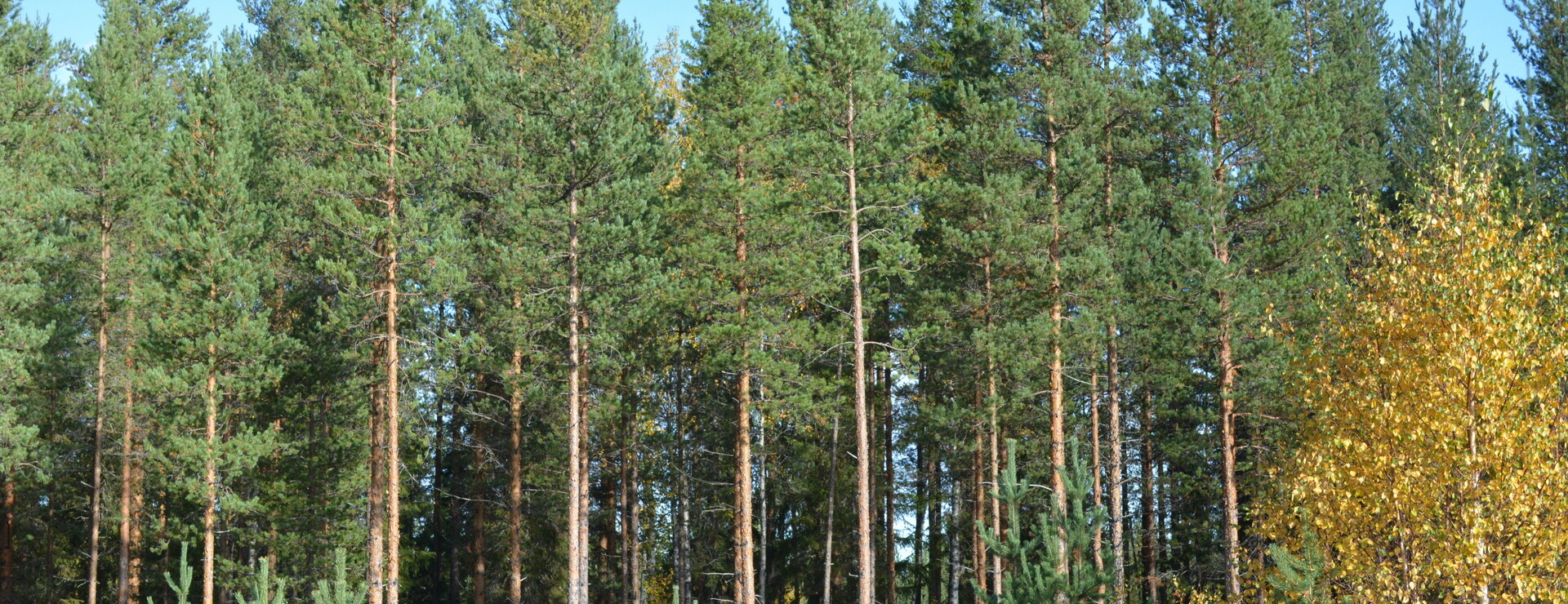 Yttre Lansjärv skog - Tallhedar intill Lansån