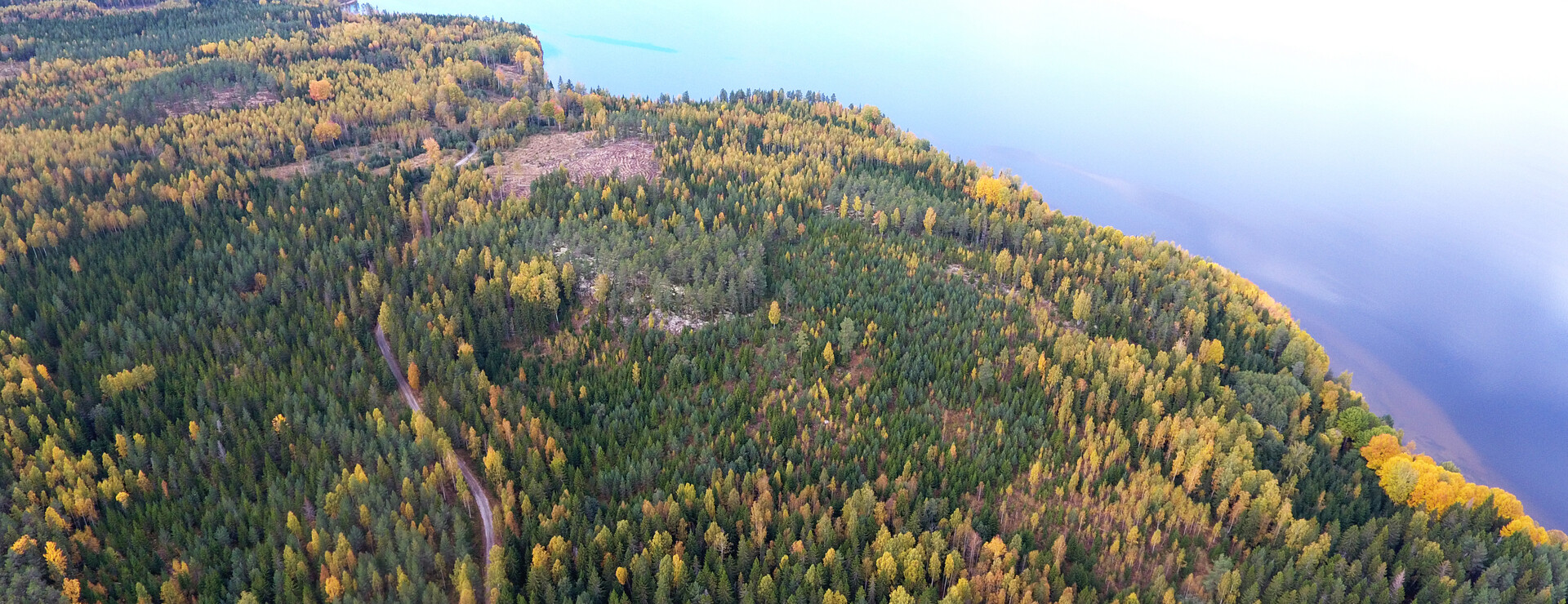 Sördellen - Gallringsskog med bra vägnät