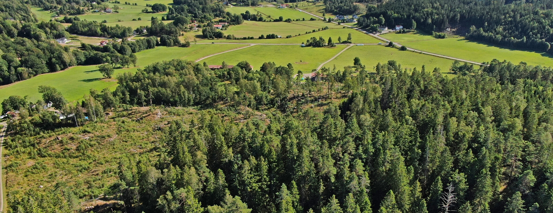 Synnebol - Välskött skogsmark