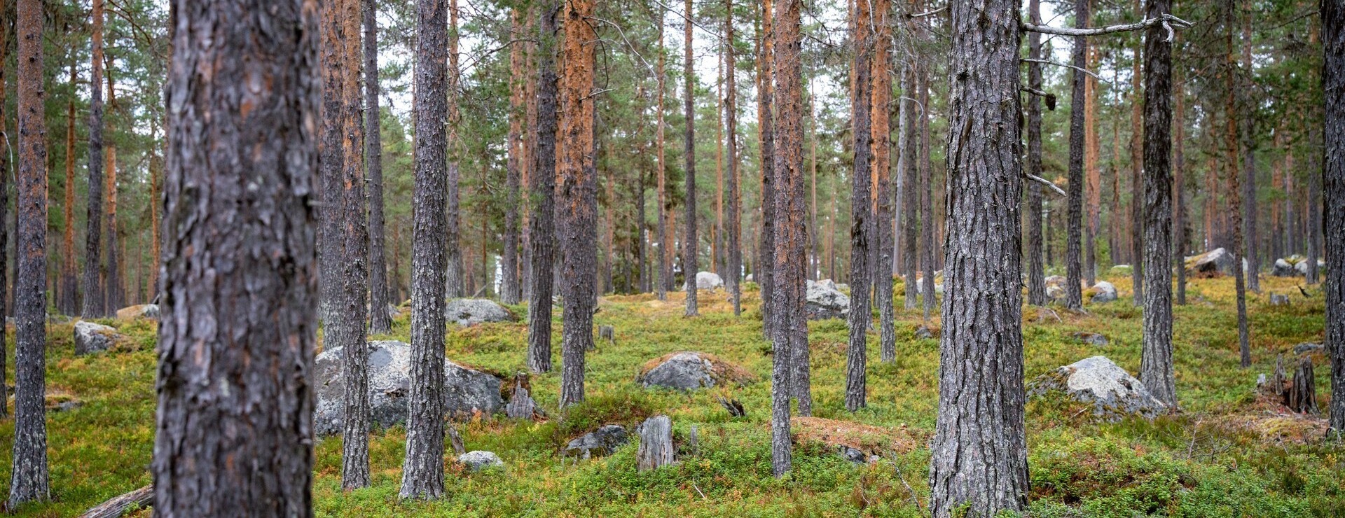 Björna-Östansjö - Mycket slutavverkning
