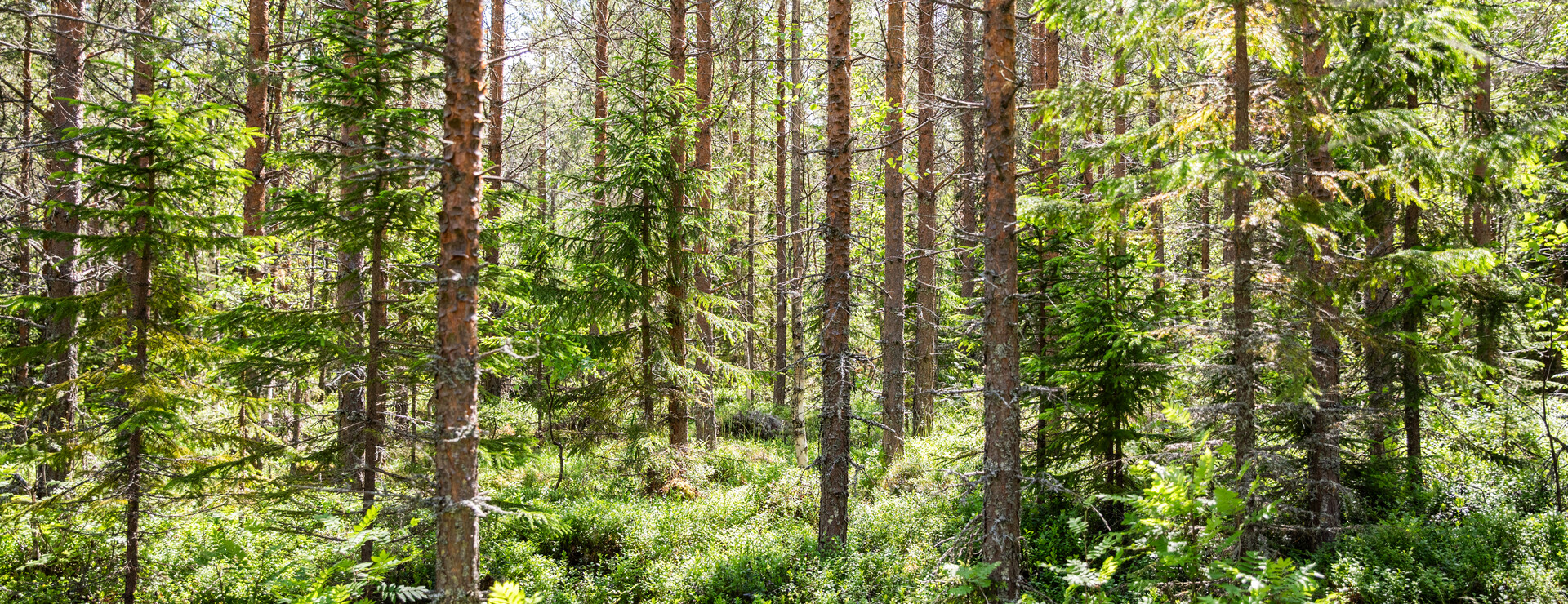 Skorpeds-Djupsjö - Ungskog