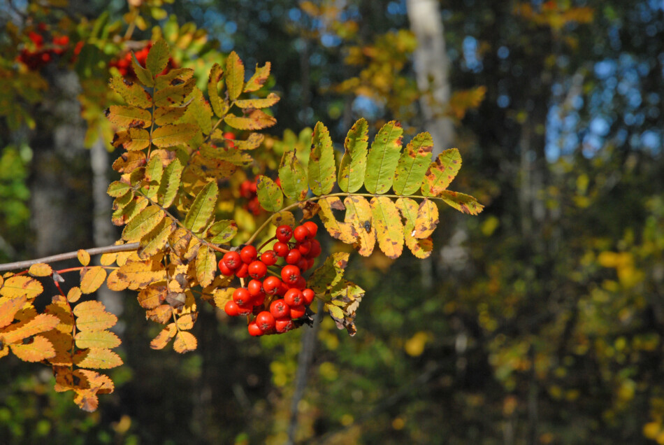 Areal i Bollnäs söker en Skogsekonom