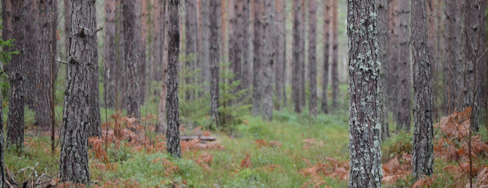 Vansjö - Virkesrikt och välskött