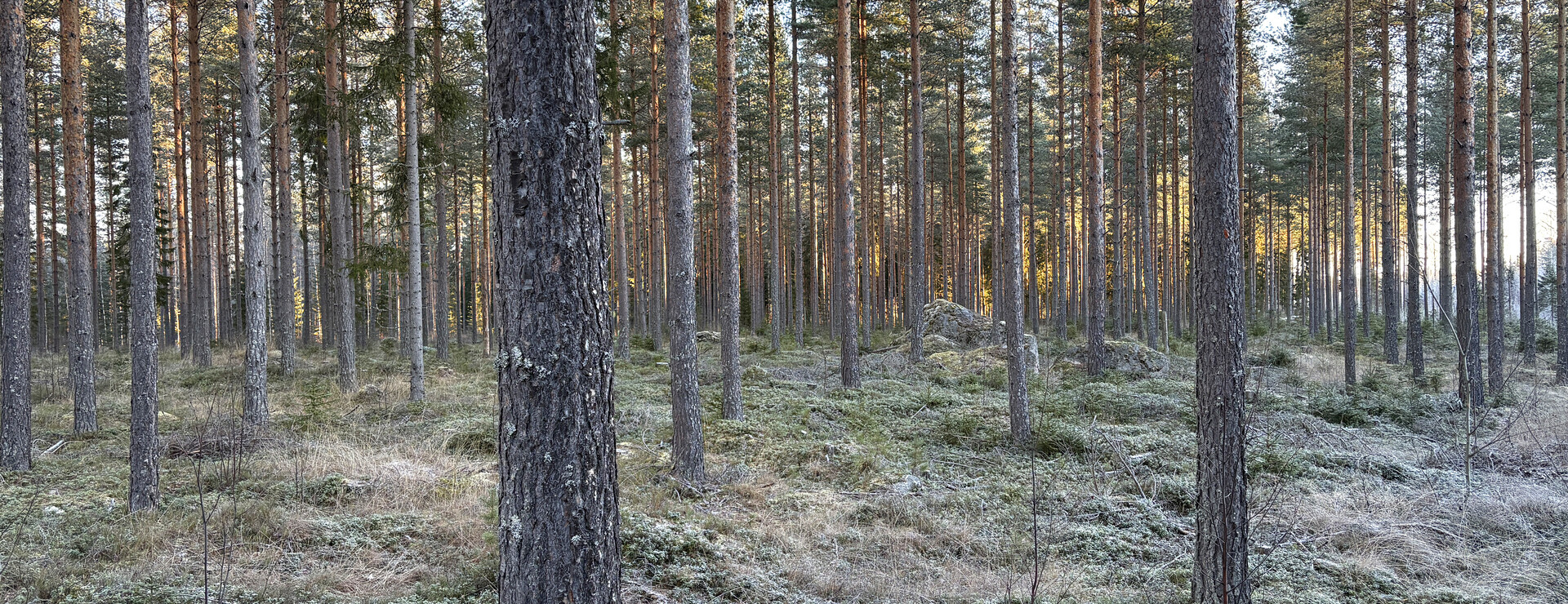 Svältavägen/Nyasen - Skogsskiften norr om Edsbyn