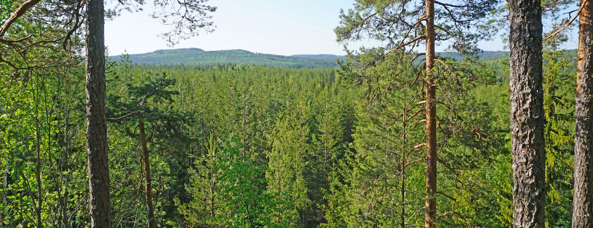 Sortvattnet - Unga tallskogar