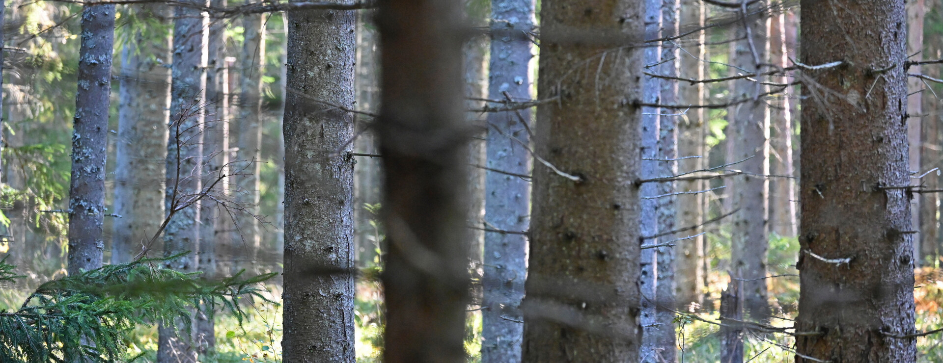 Källhult - Skogsgård med bördiga marker