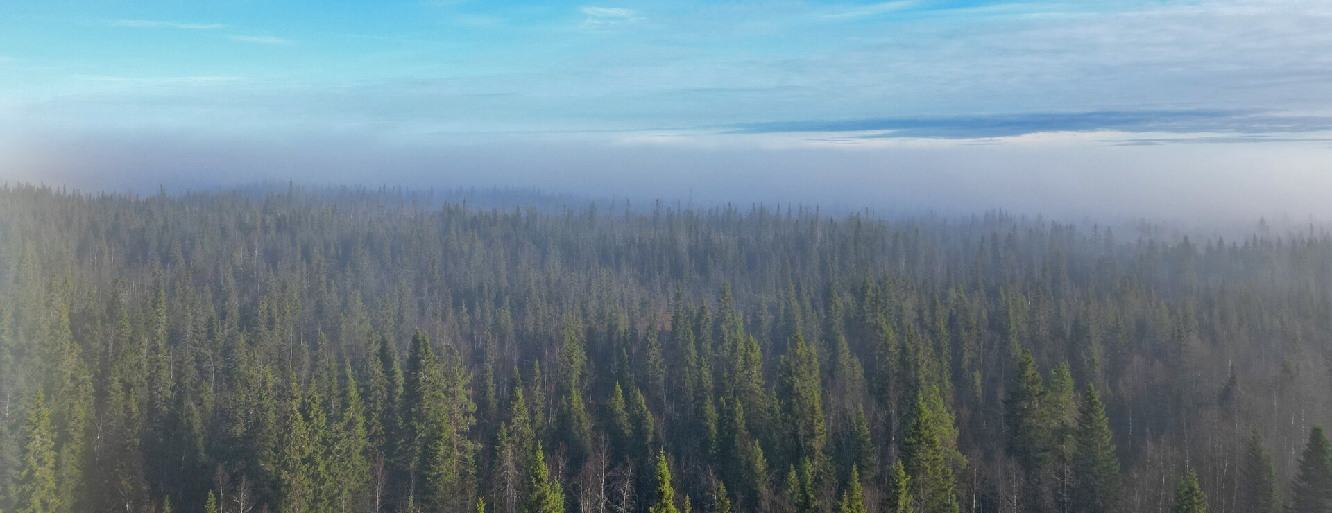 Järvsjö - Virkesrik skogsegendom