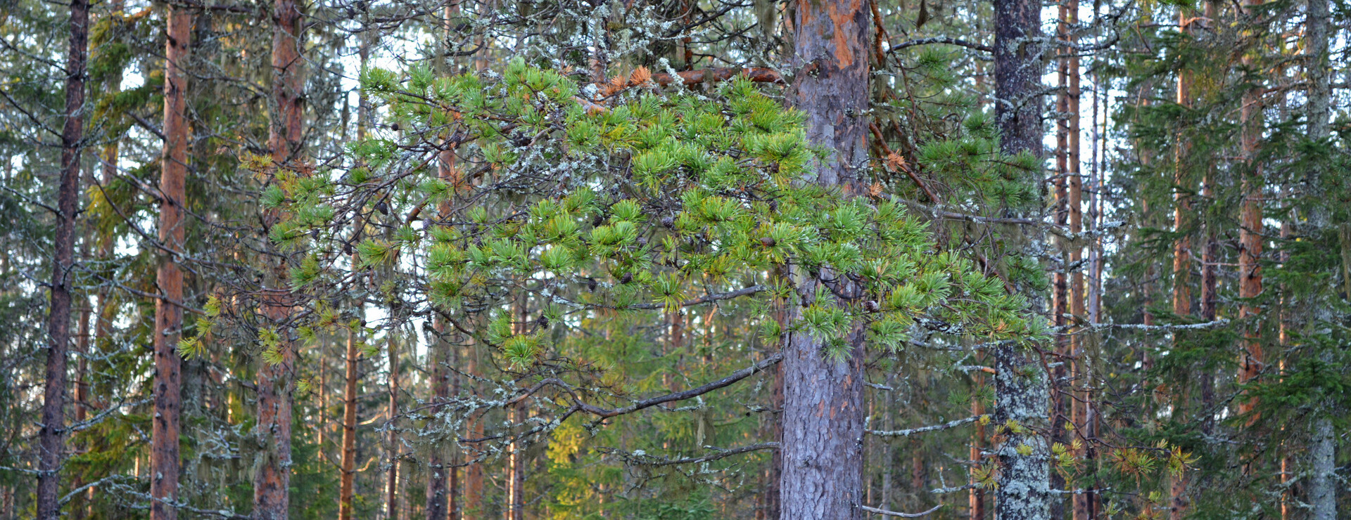 Sundom - Växande skog