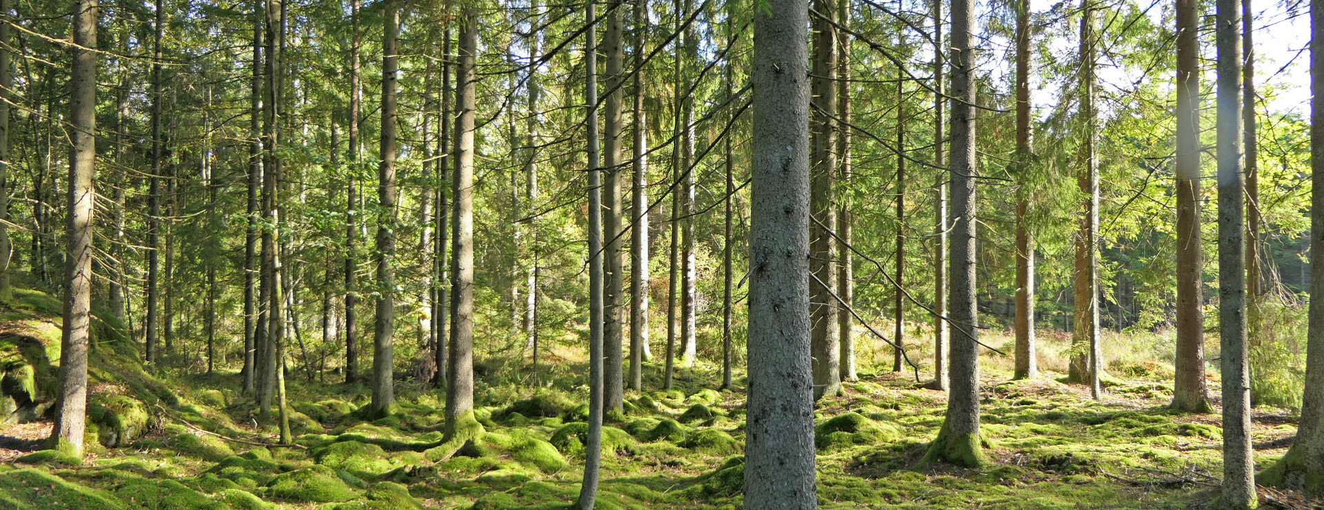 Backa - Skog, rik på kubik