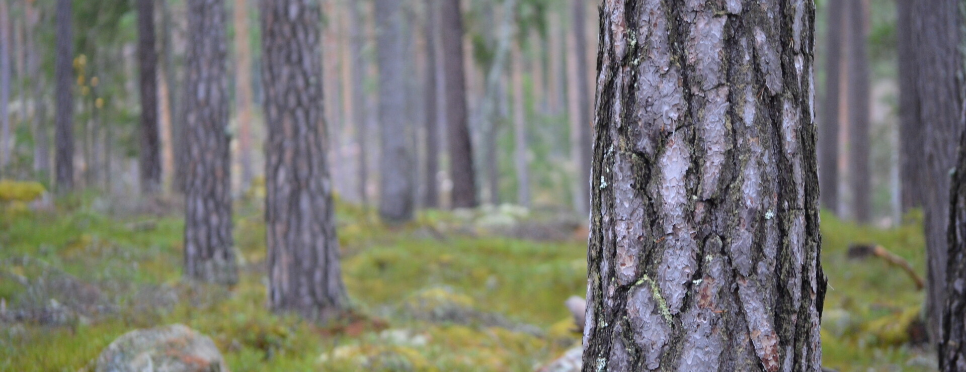 Nedernora - Skogsmark i Stora Skedvi