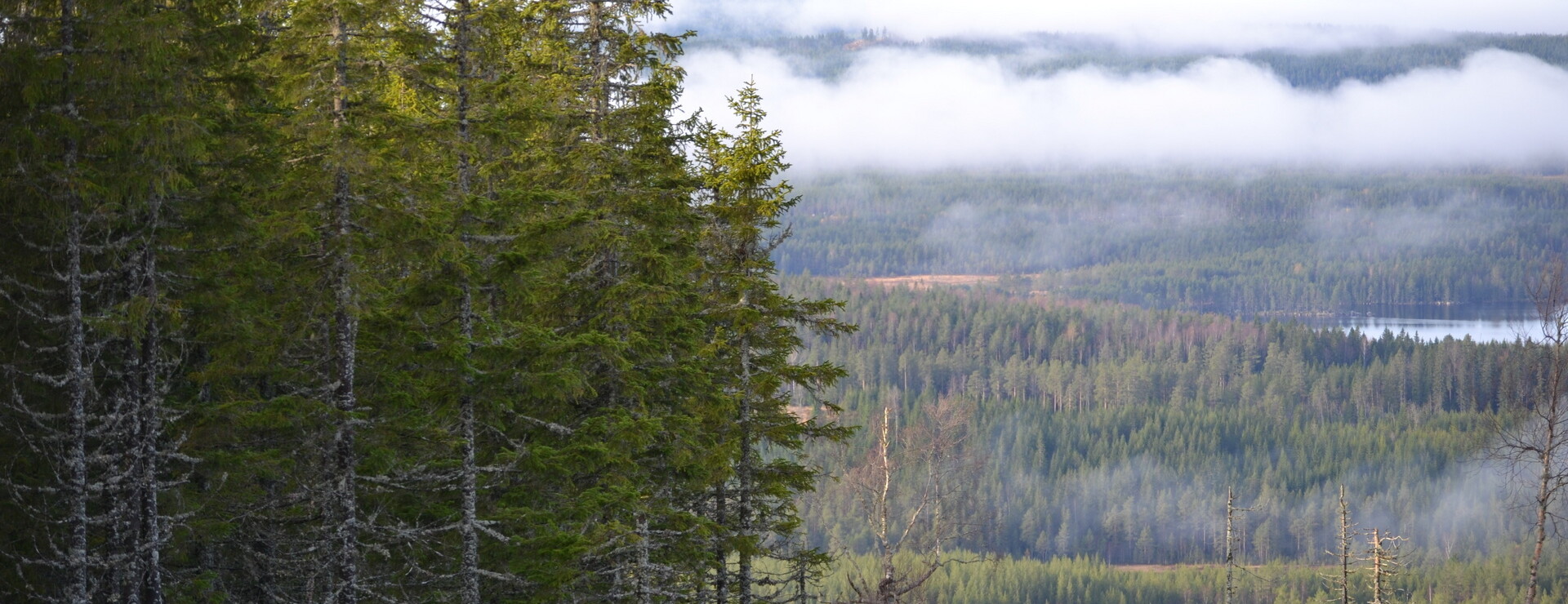 Andersviksberg - Skog och jakt