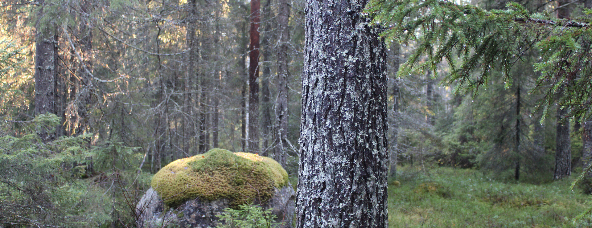 Gråliden - Skogsmark i ett skifte