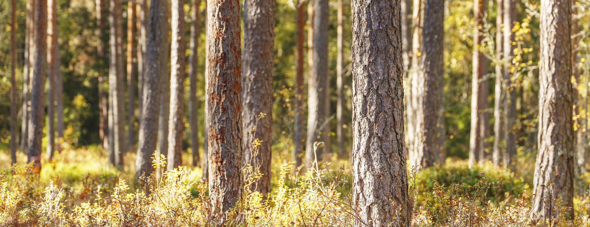 Skruvhult - Skogsmark i Hålaveden