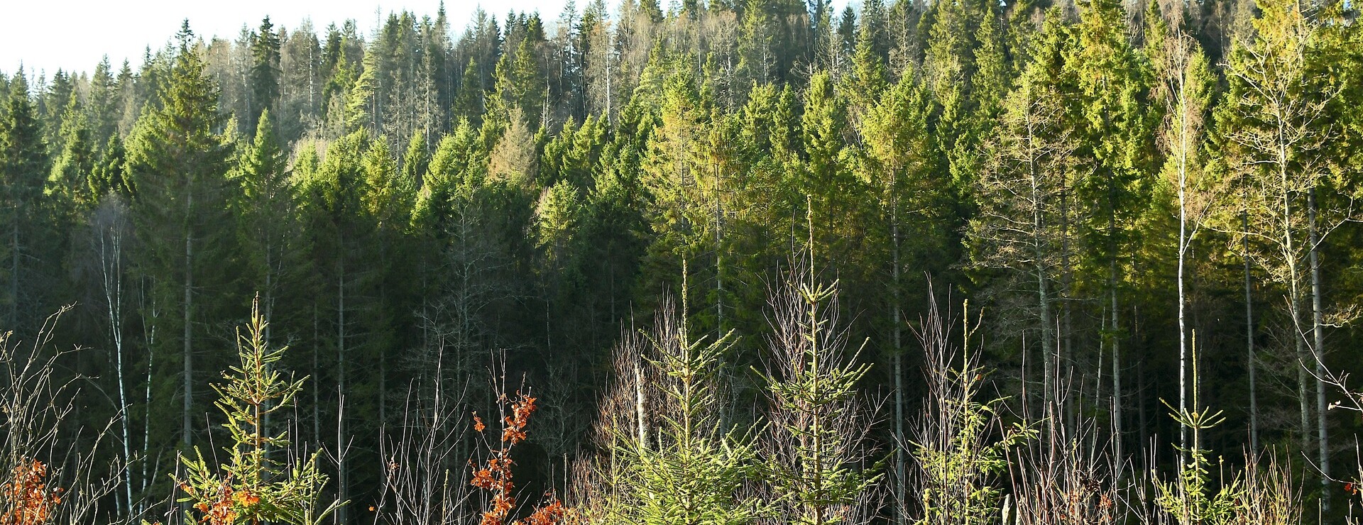 Skog i Häggum - Skogsmark i Häggum