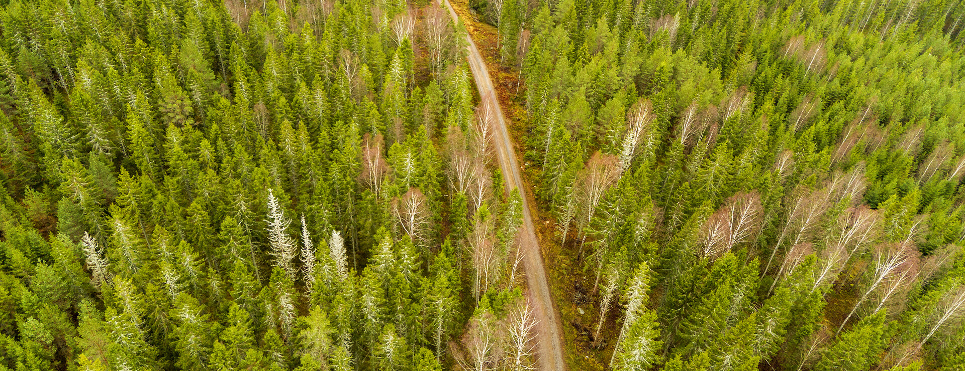 Bergsmanshyttan - Skog med jaktstuga