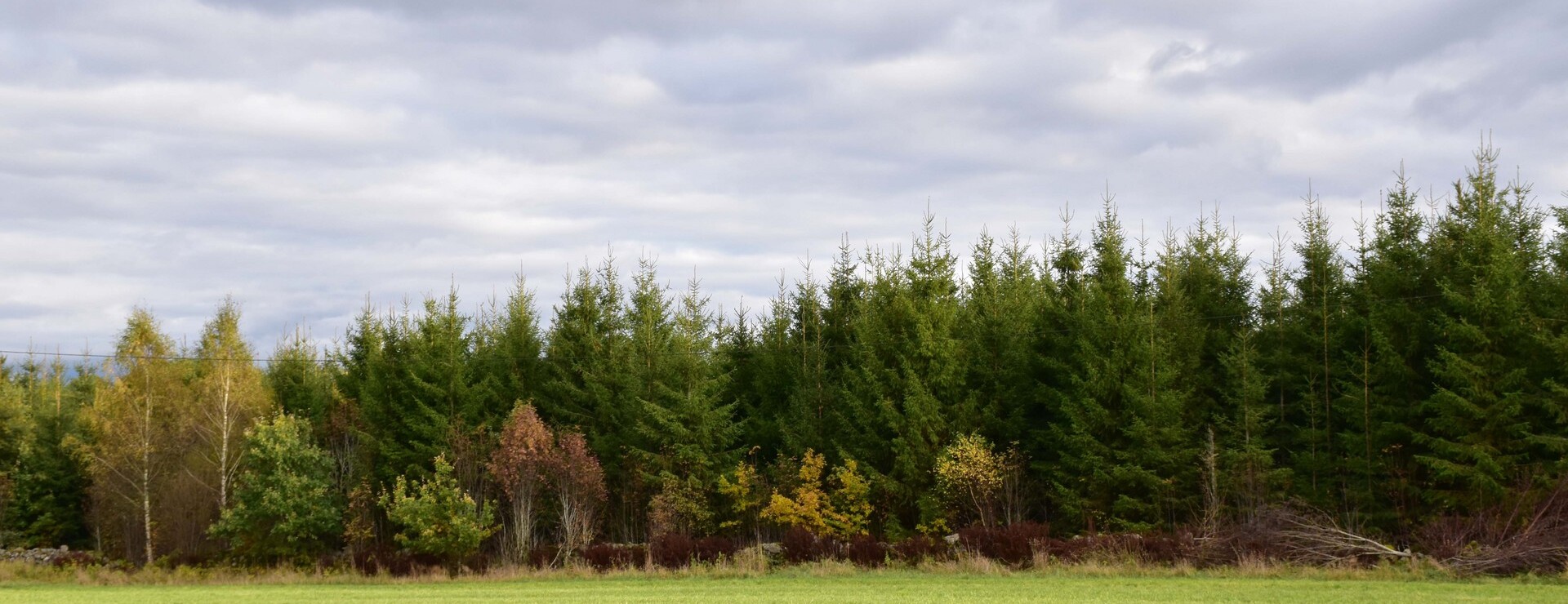 Blixholmen 1:2 - Skog i Ör