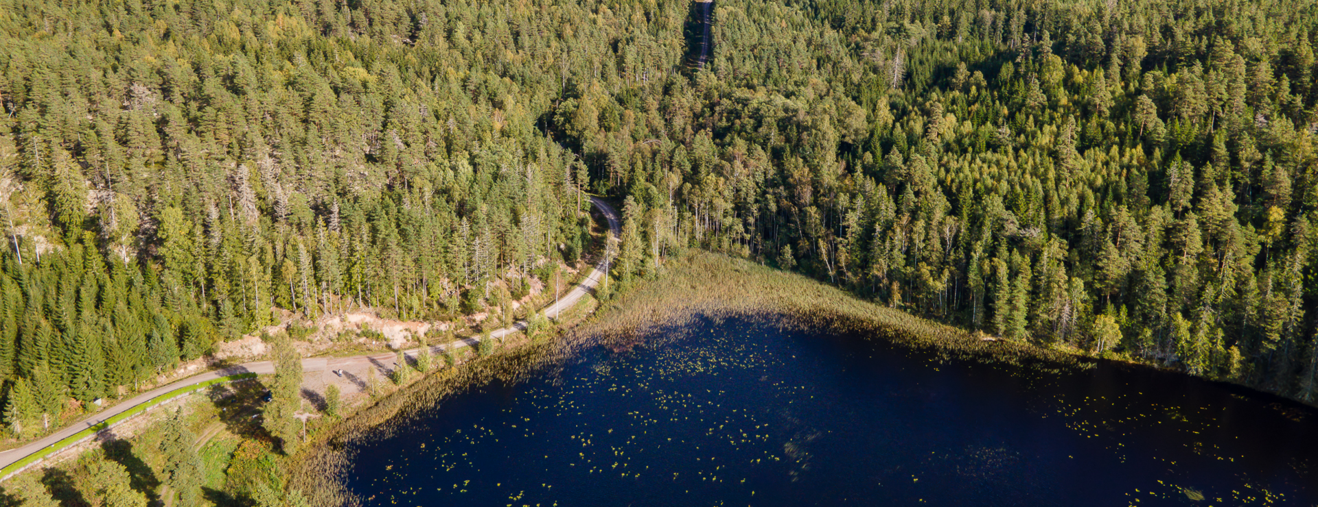 Söderbodane - Skog i Tösse