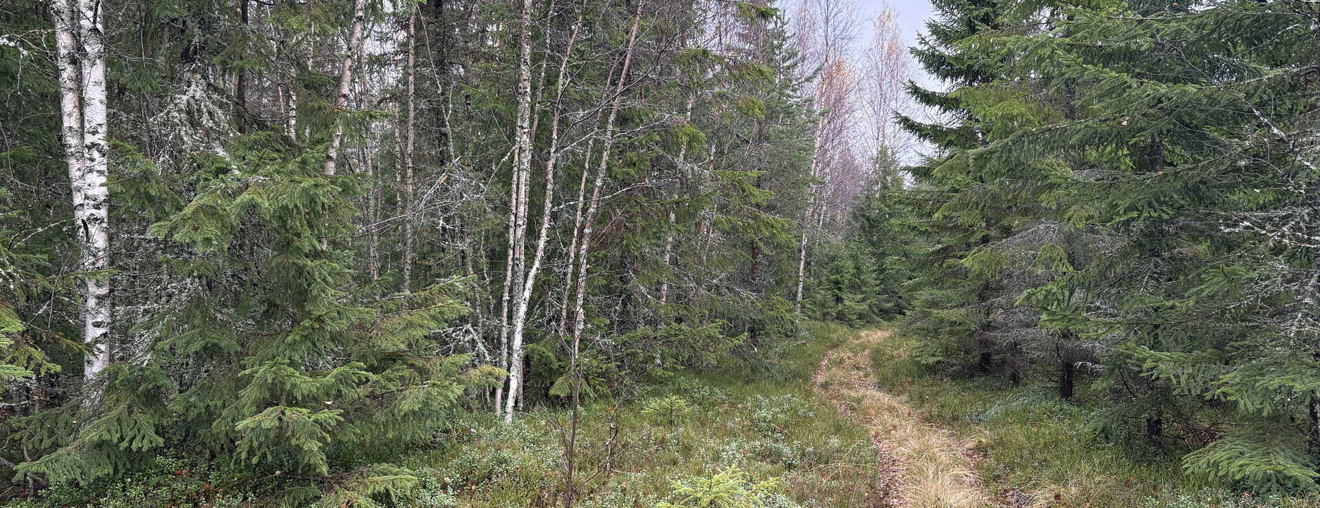 Stavsbergsbodarna - Skog & jakt söder om Alfta