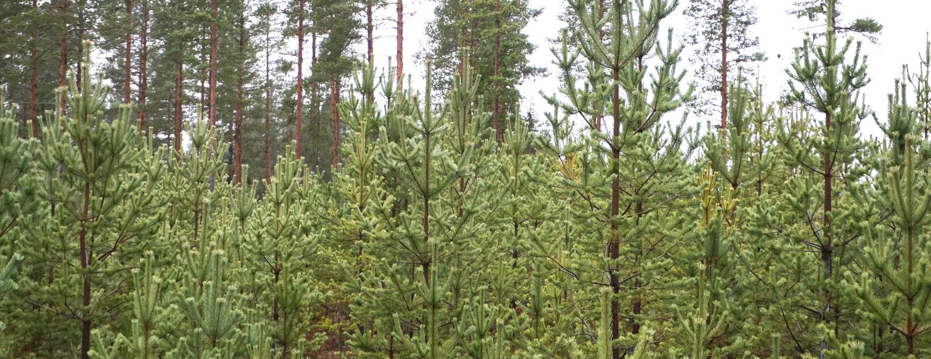 Hedeviken - Skog ägd av förening