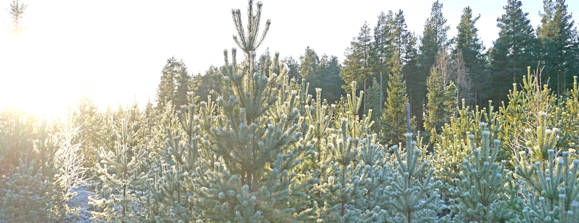 Letsbo och Ygsbo - Skogsskiften med stugor