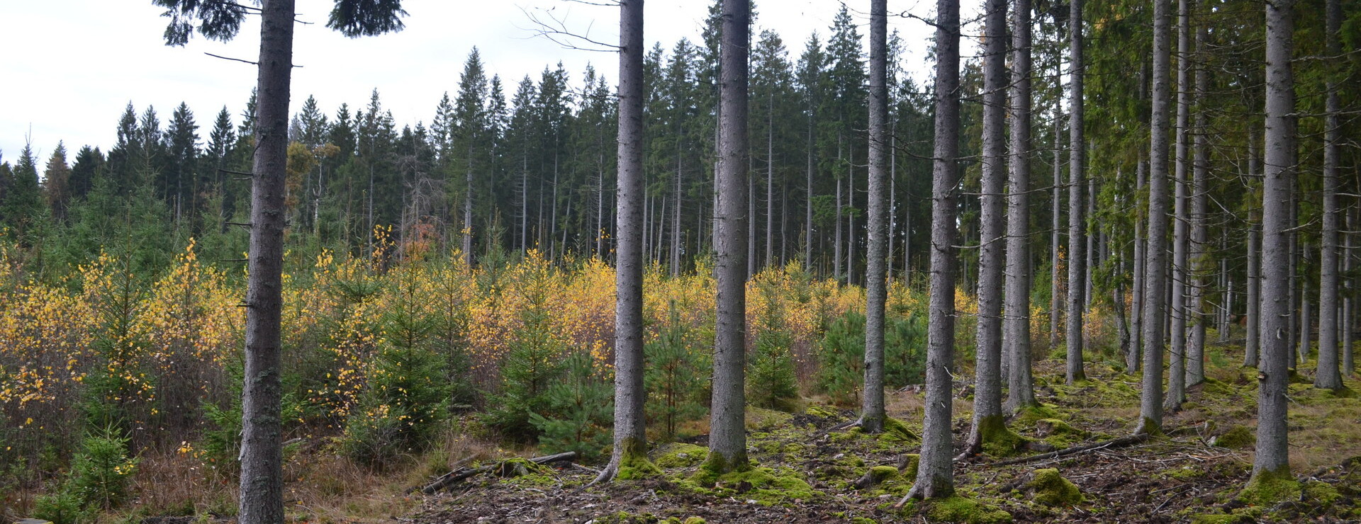 Bråten - Jord och Skog i Bråten.