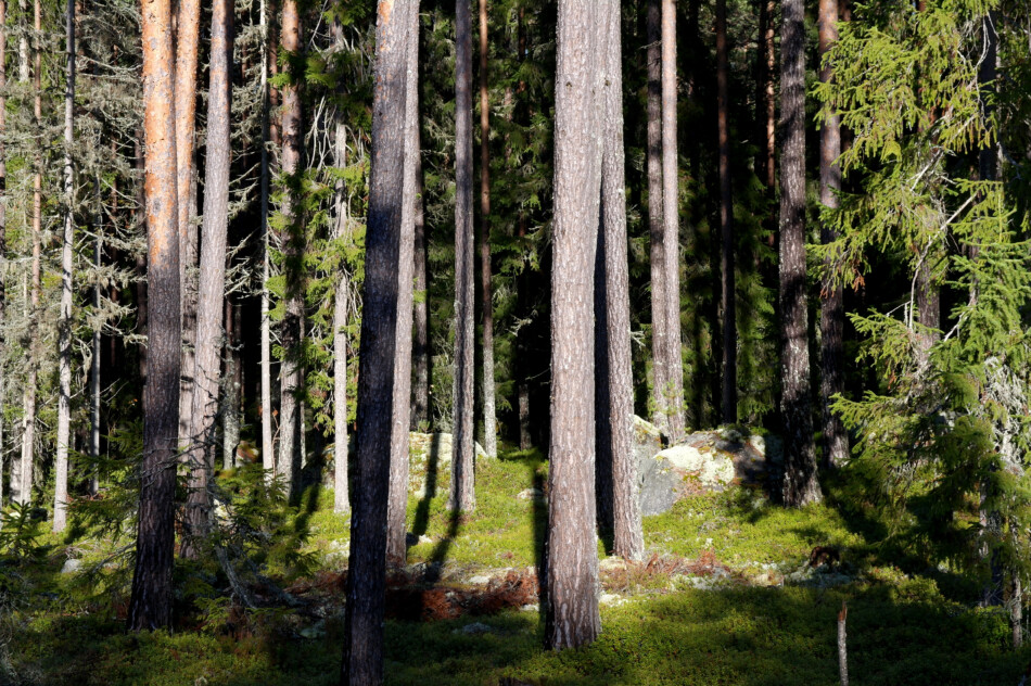 Areal i Ljusdal söker Skogsekonomer