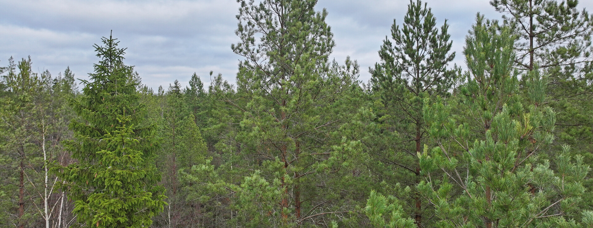 Tjuståsa - Skogsskifte med hög tillväxt