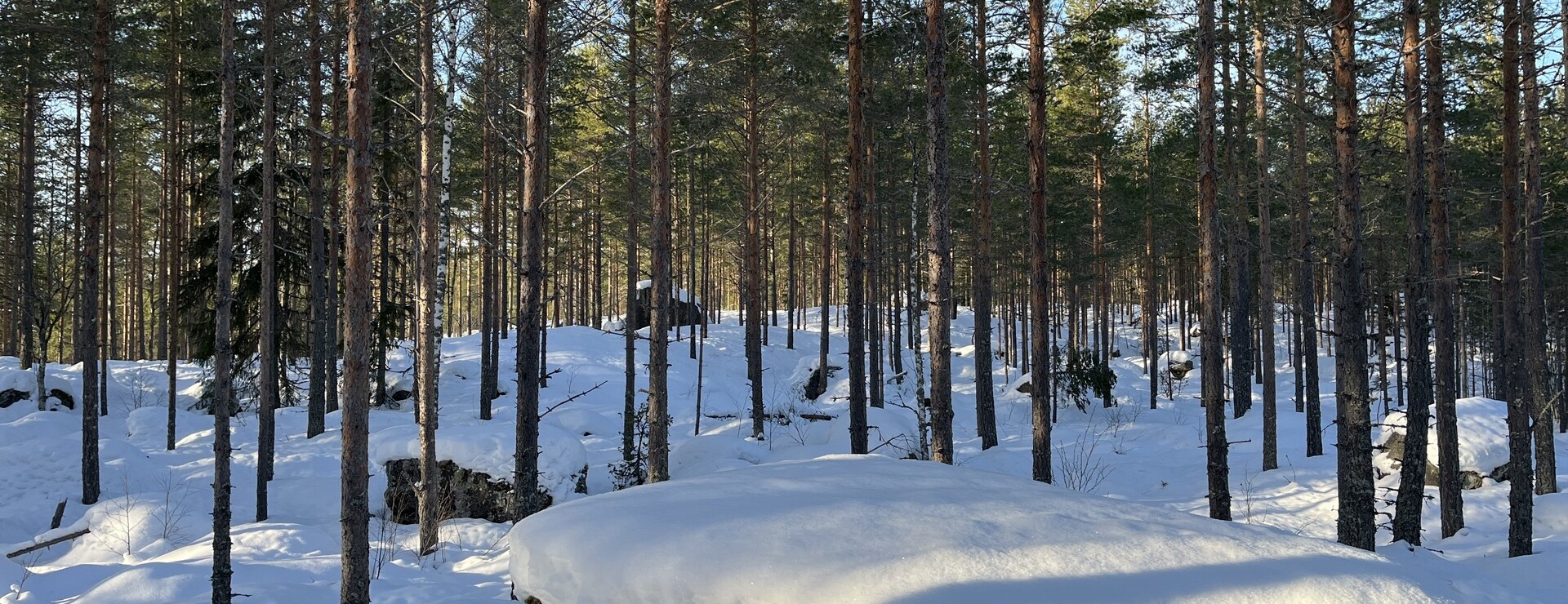 Rällsjön - Mindre skogsfastighet väster om Bjursås