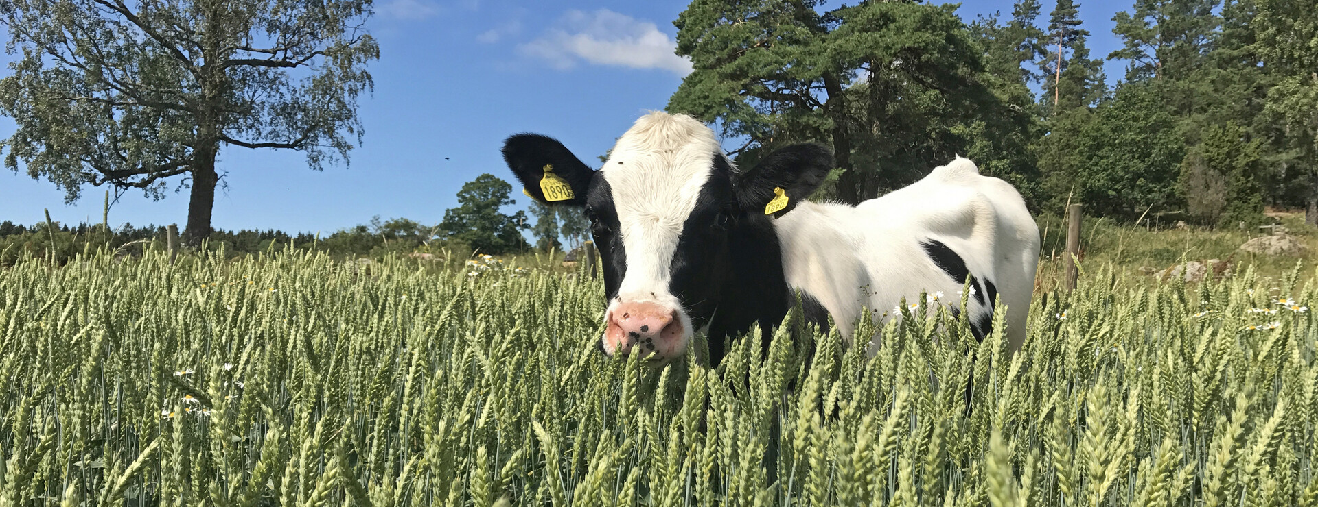 Öjeby gård - Mjölkgård i Örtomta