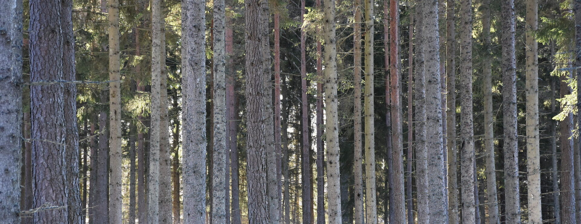 ÄLMHULT ROMSALYCKE 2:3 - Större skogsfastighet