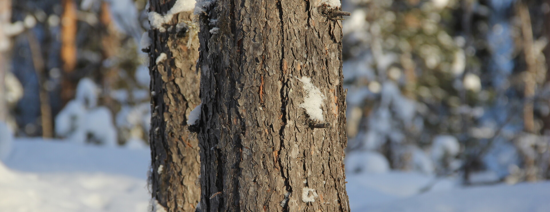 Randijaur - Strandtomt och tallskog