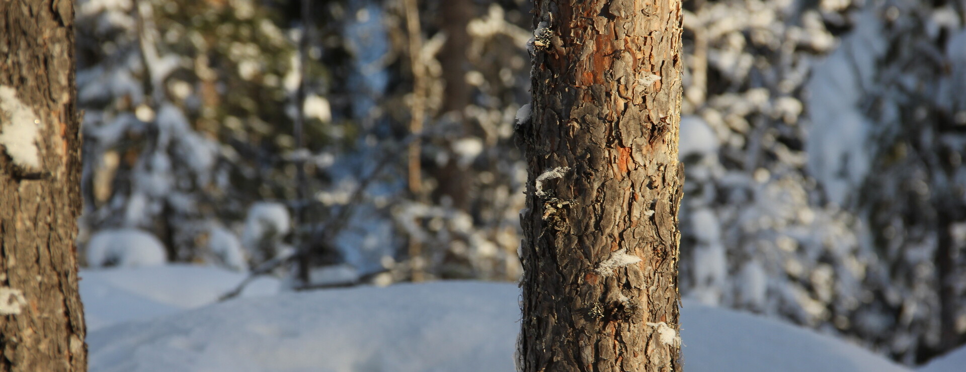 Randijaur - Strandtomt och tallskog