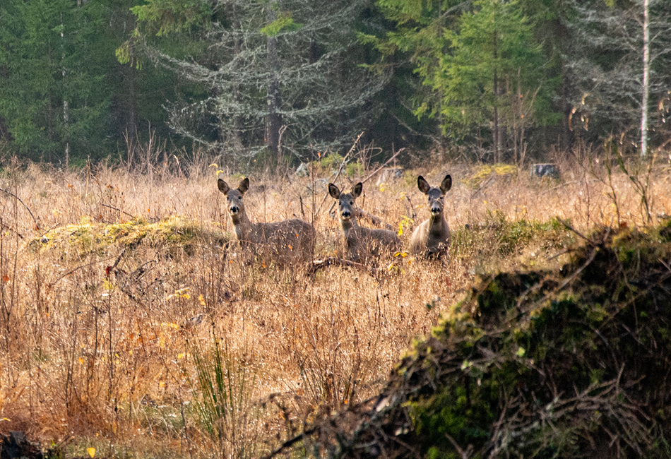 Areals lilla gröna – version 2026 är här