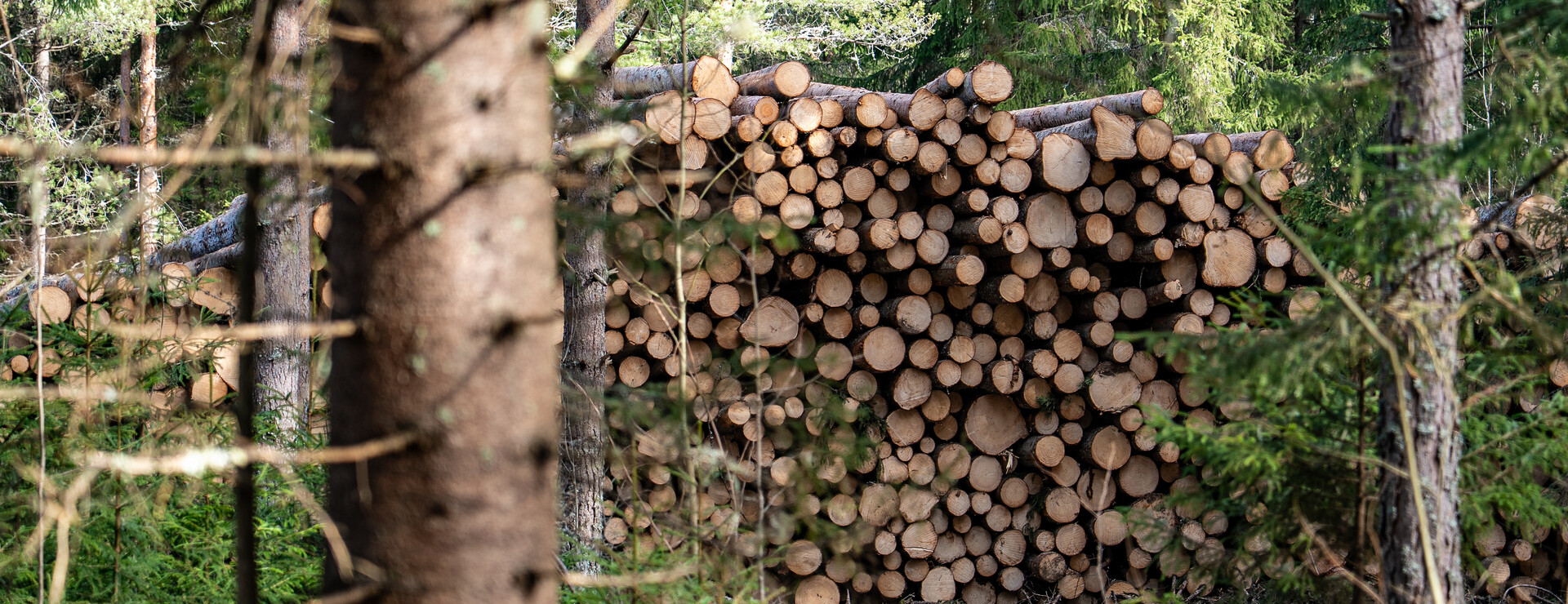 Östra Takene - En prima skogsfastighet!