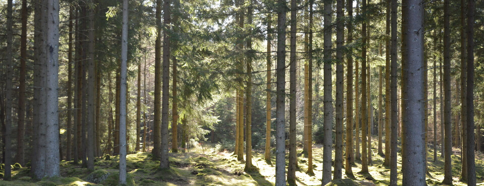 Kåphult - Skogsinvestering i Halland