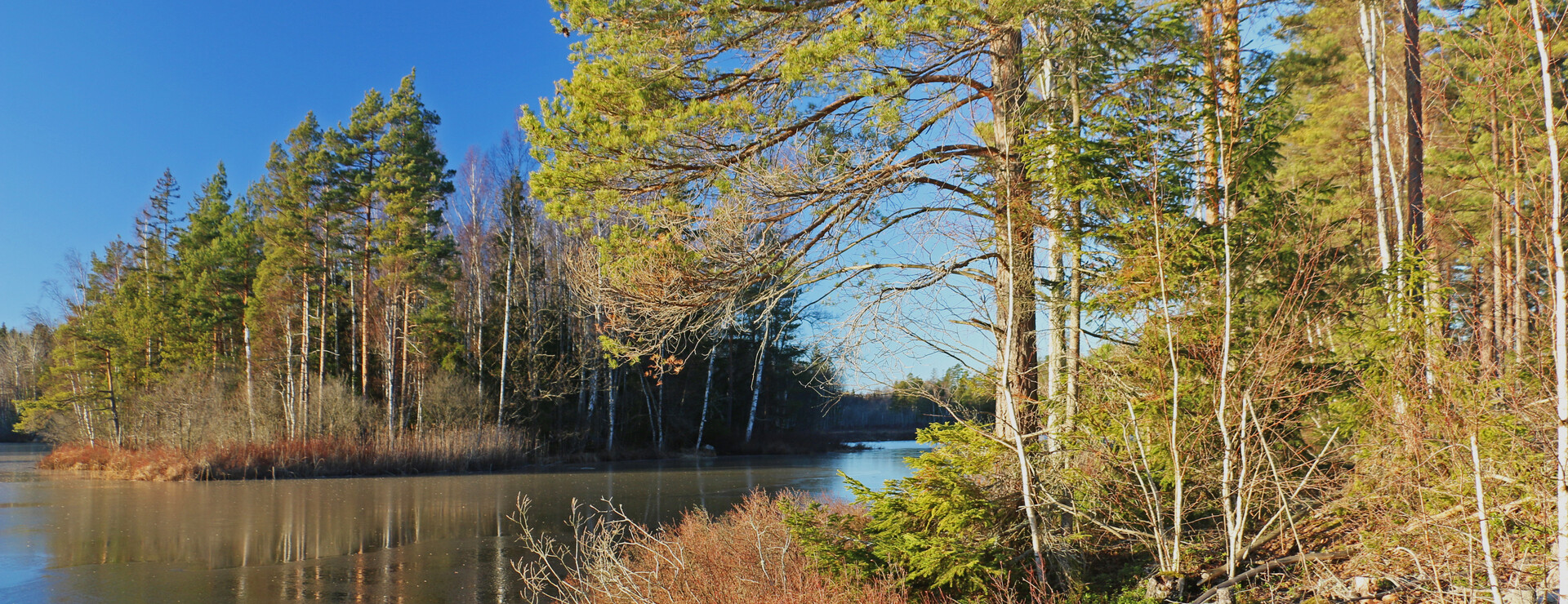 Bolagsskog - Skog är tryggt, bolag är smart