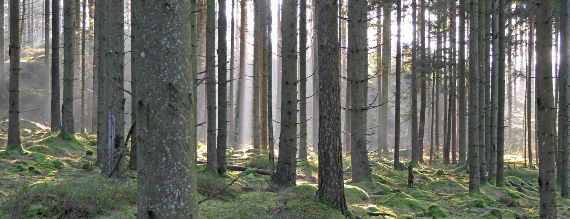 Torsberg Svebons - Skog, torp och tillväxt