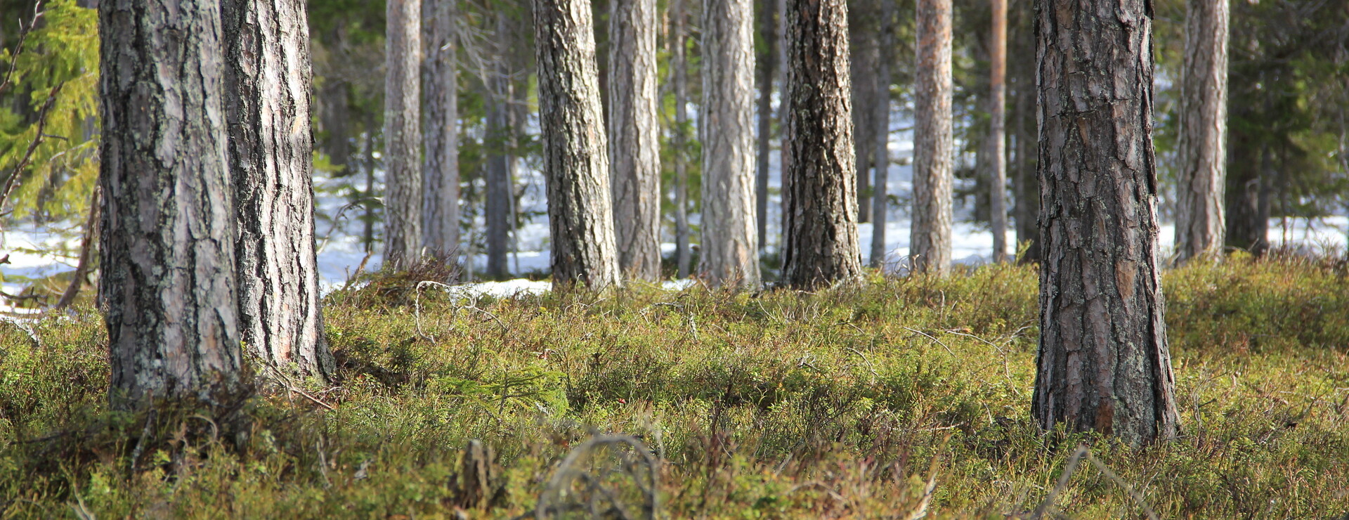 Niemisel - Bördiga marker i älvdalen