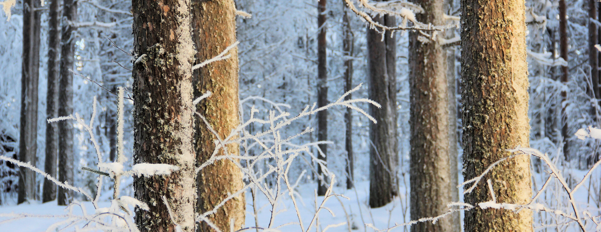 Kaunisvaara - Nära gruvan