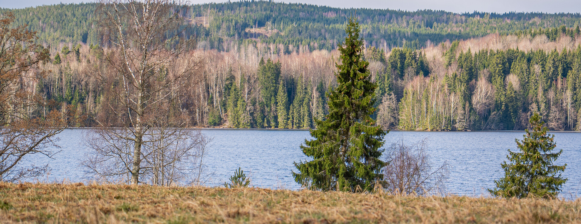 Ryggestan - Skog i Gunnarskog