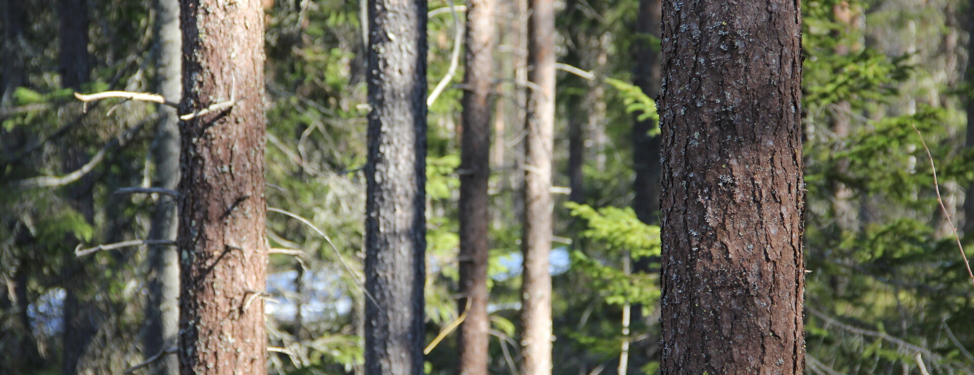 Lappträsk - Välarronderad skog och gård