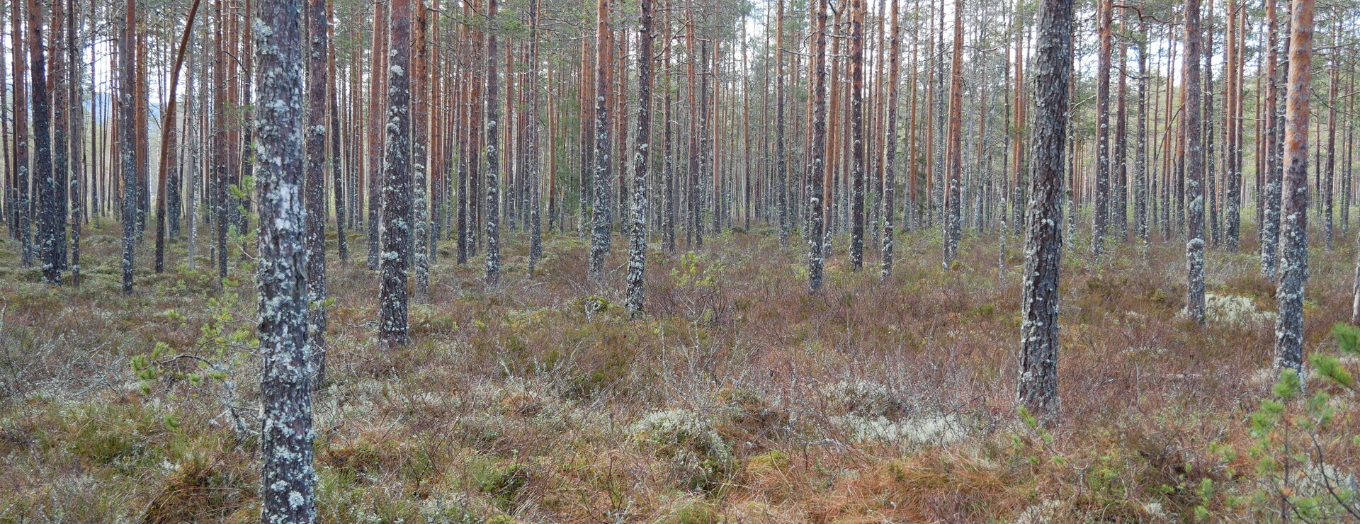 Killingerud - Skogsfastighet med jakträtt