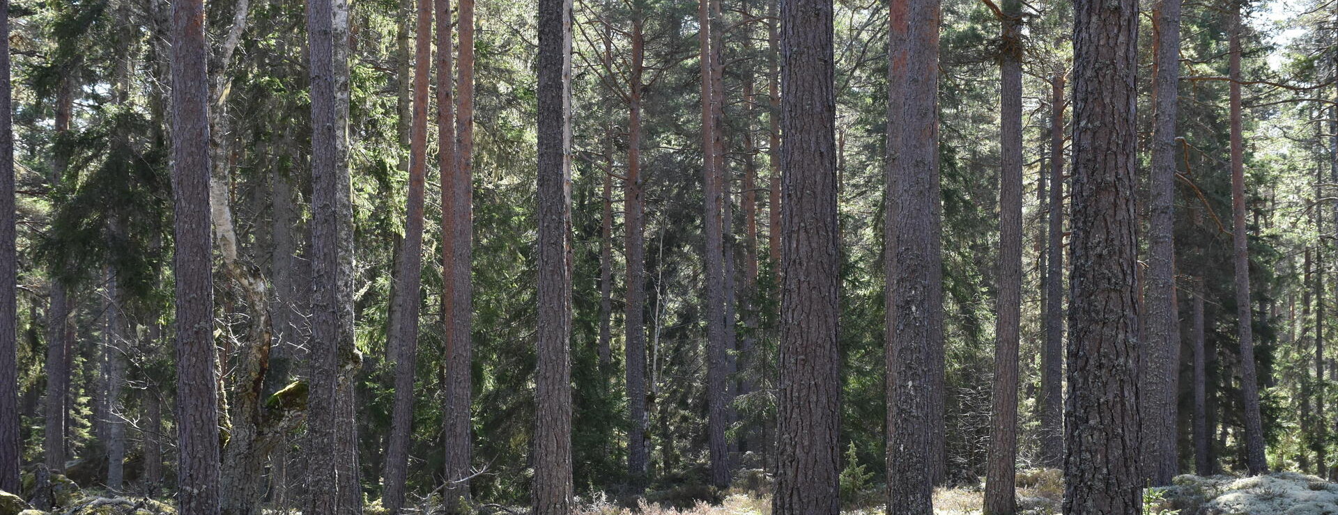 Öjemåla - Skog, möjligt AB köp